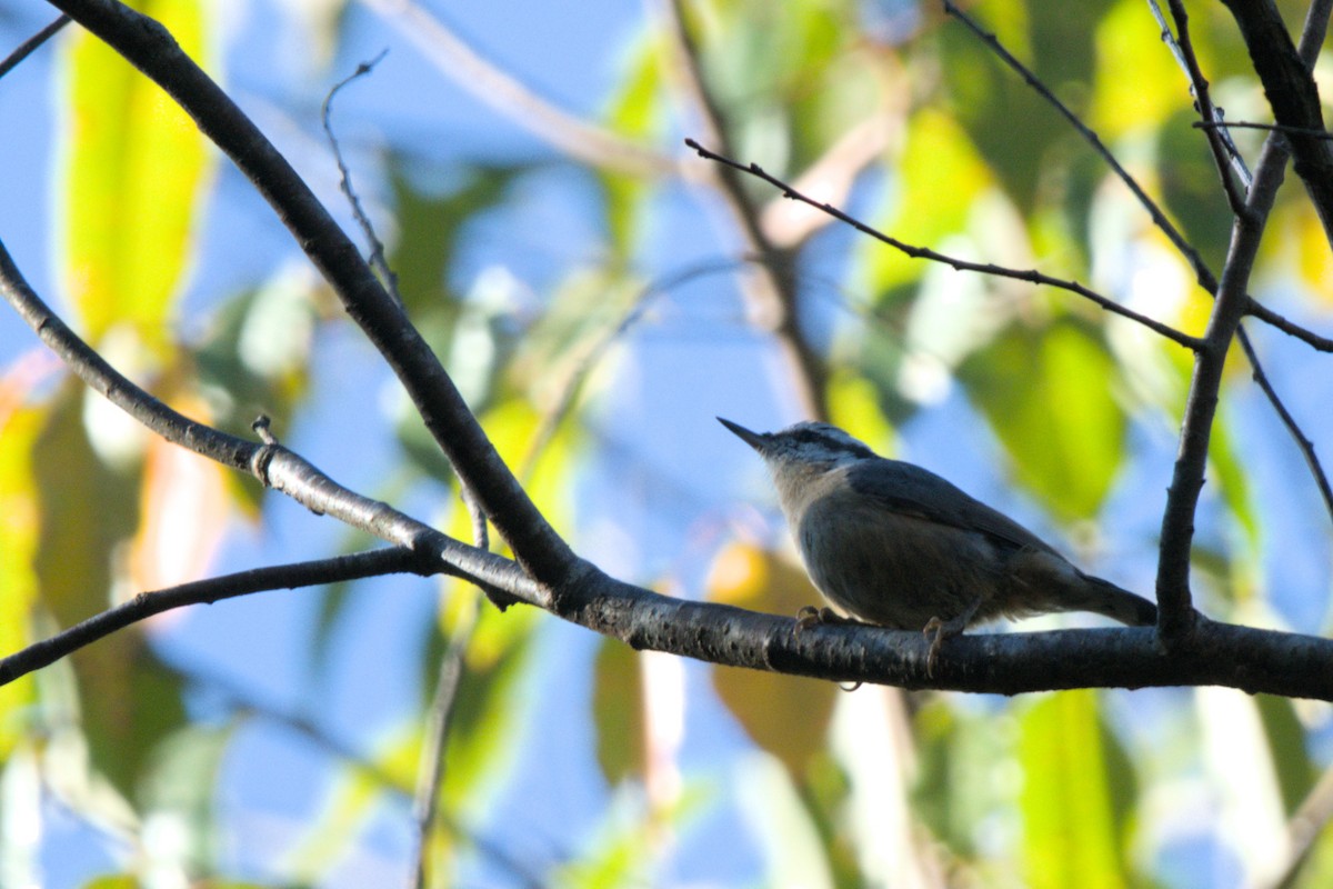 Red-breasted Nuthatch - ML643659003