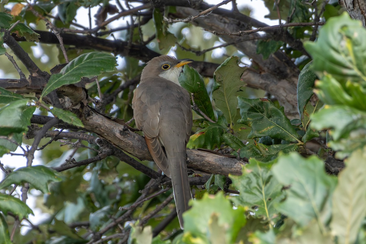 Yellow-billed Cuckoo - ML643659011