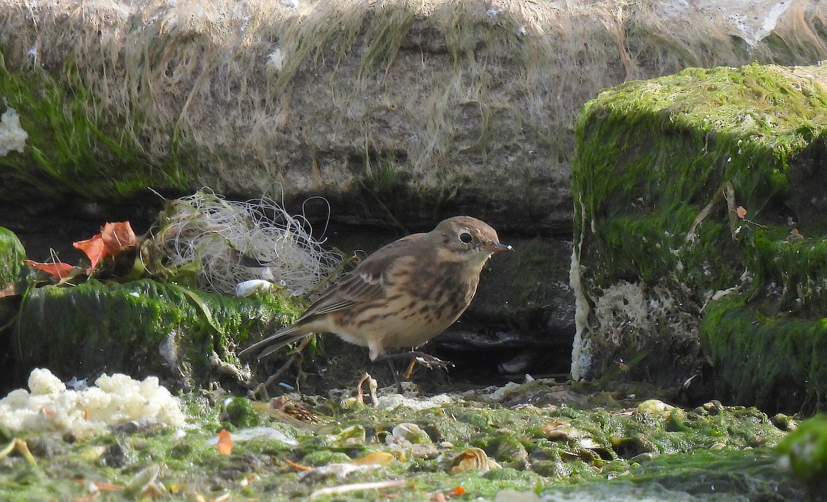 American Pipit - ML643659015