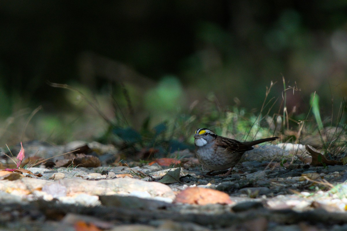 White-throated Sparrow - ML643659034