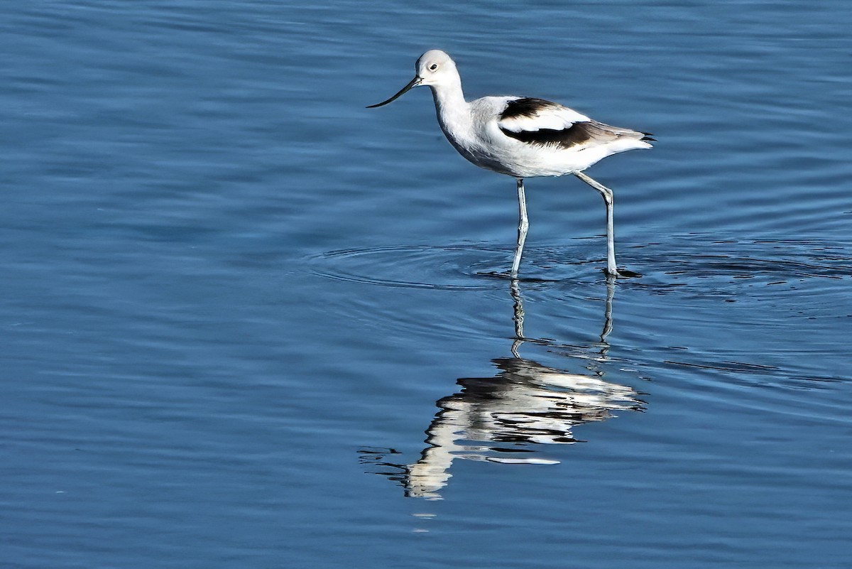 American Avocet - ML643659036