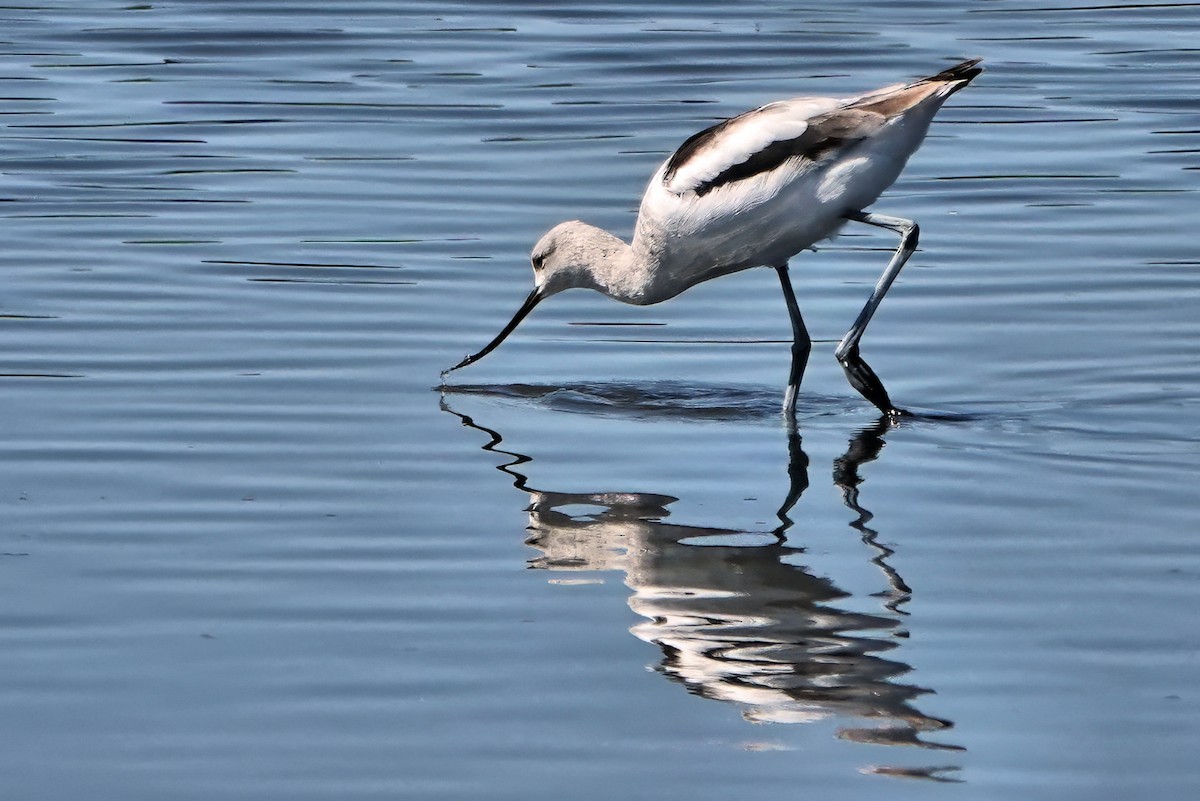 American Avocet - ML643659037