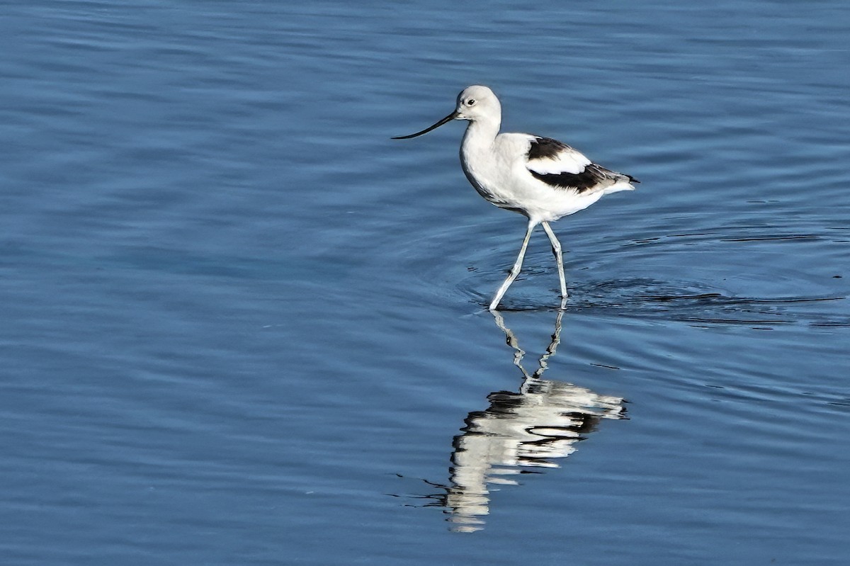 American Avocet - ML643659038