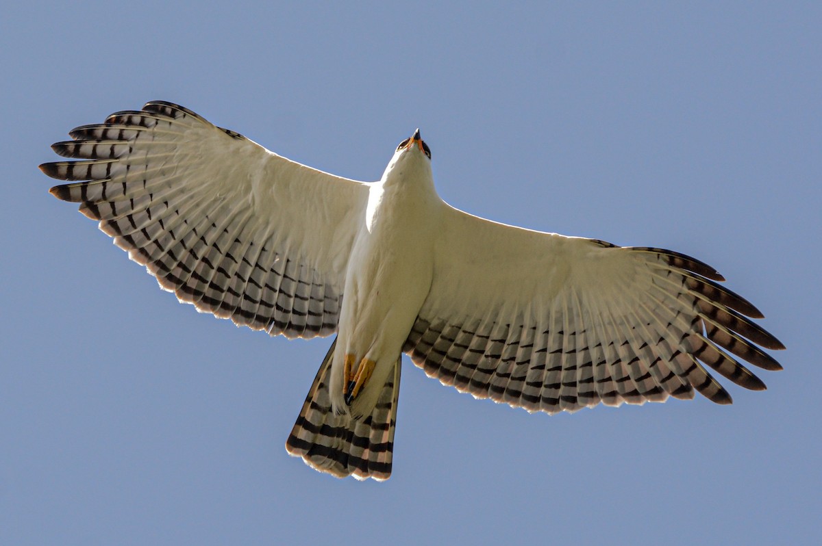 Black-and-white Hawk-Eagle - ML643659044