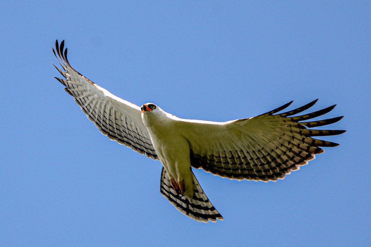Black-and-white Hawk-Eagle - ML643659045