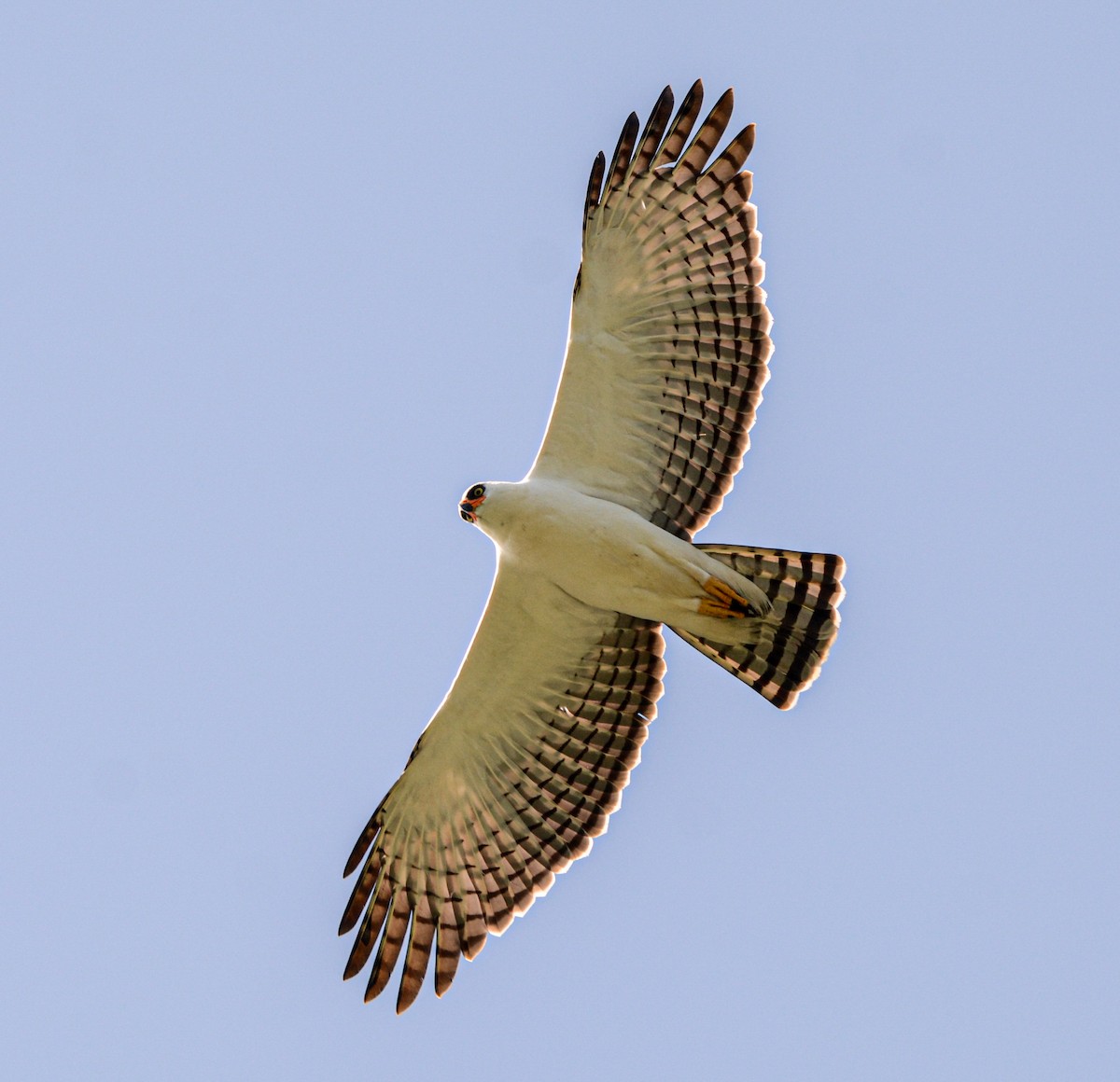 Black-and-white Hawk-Eagle - ML643659046