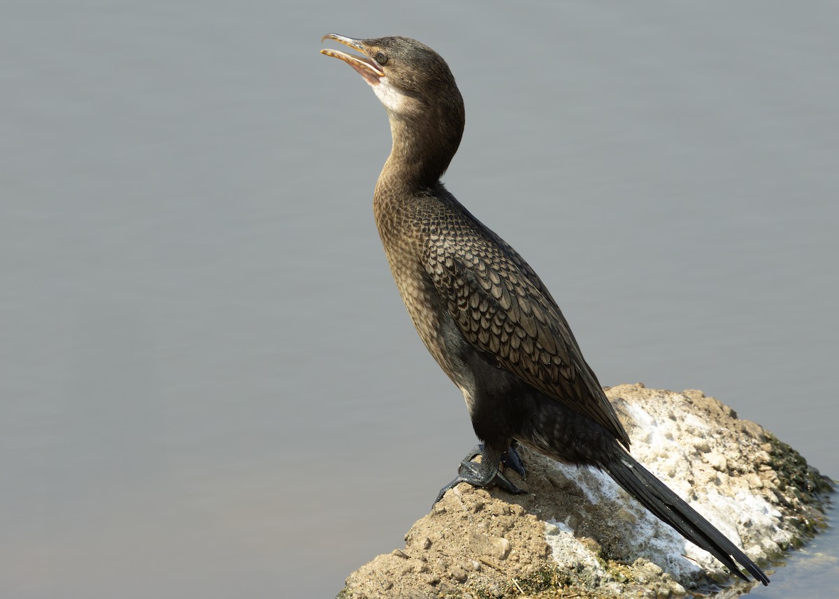 Reed Cormorant - ML643659052