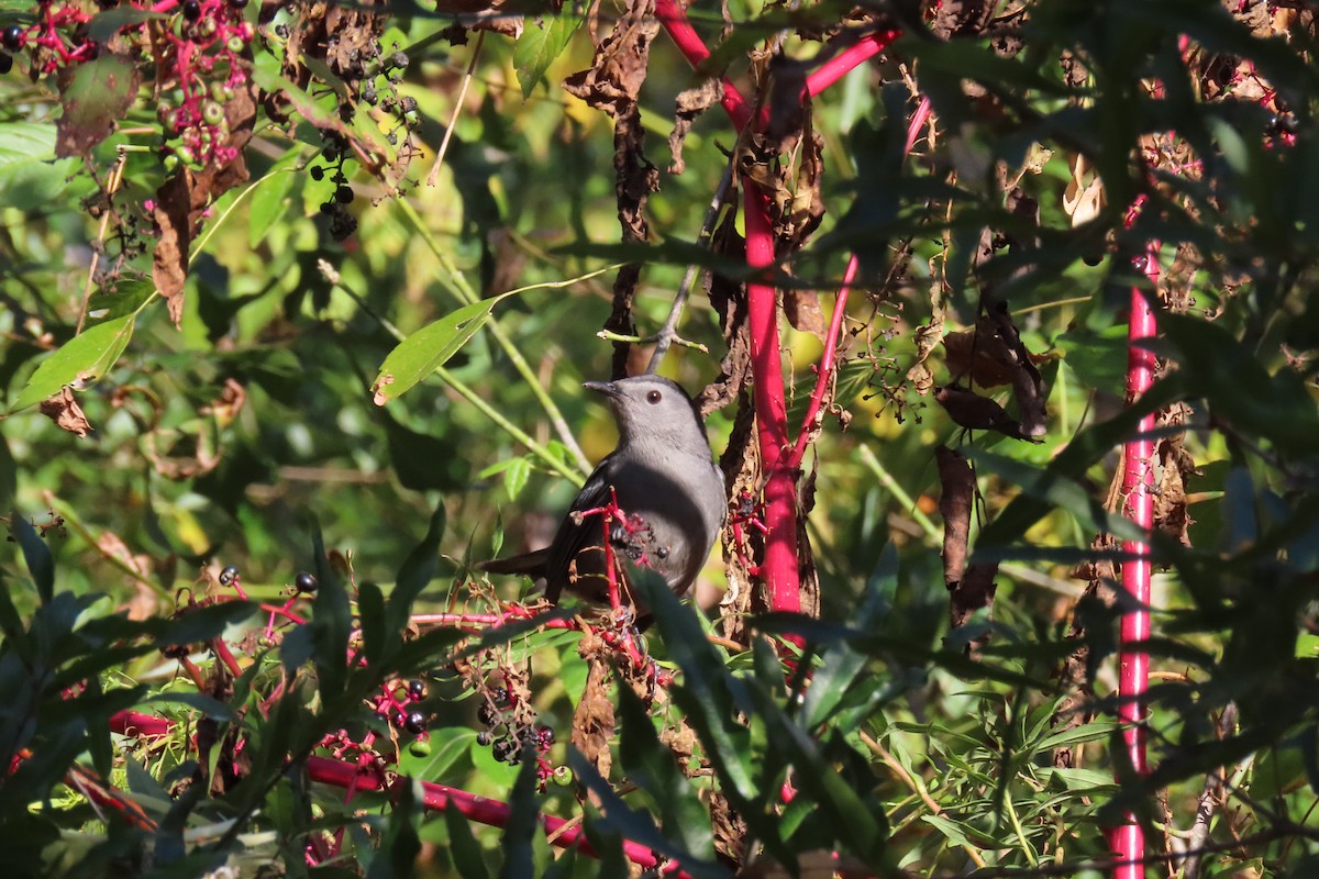 Gray Catbird - ML643659053