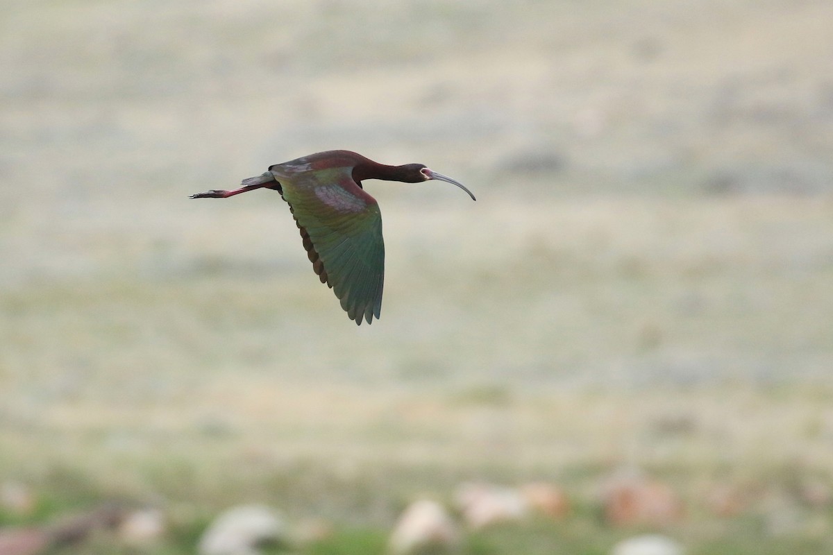 Ibis à face blanche - ML643659068