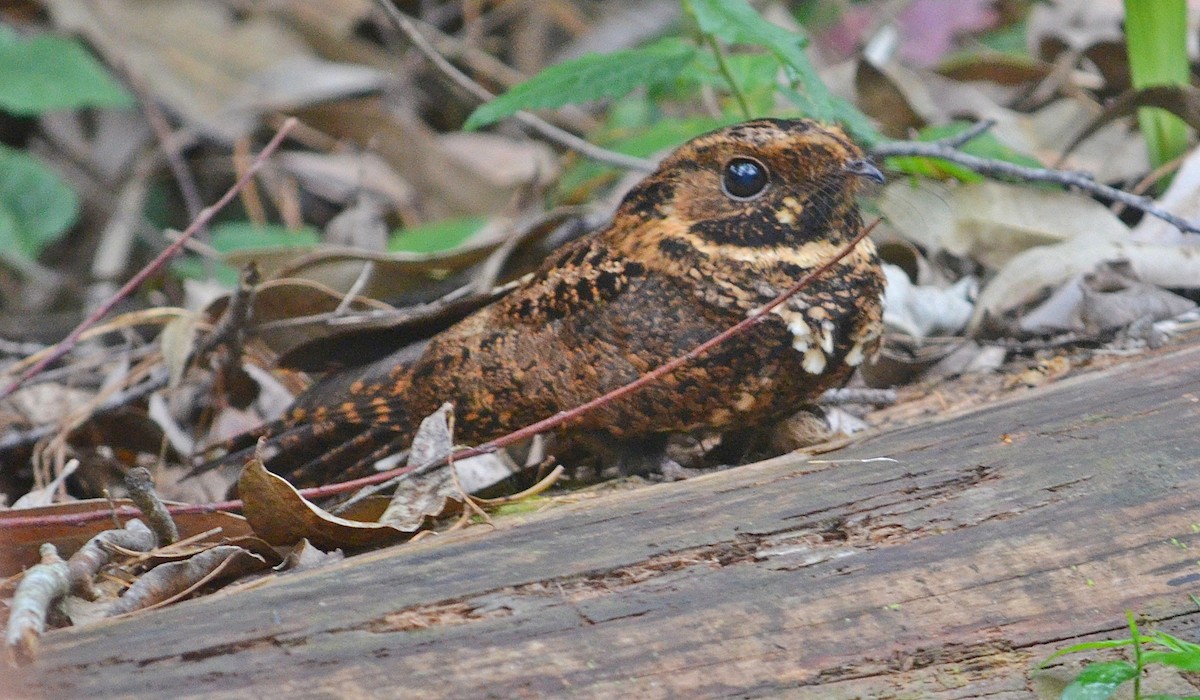 Silky-tailed Nightjar - ML643659076