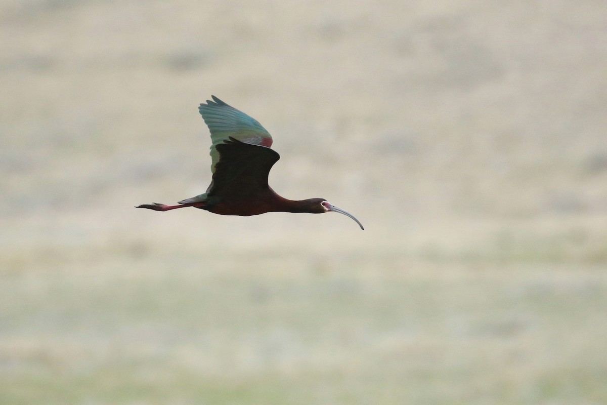 Ibis à face blanche - ML643659077