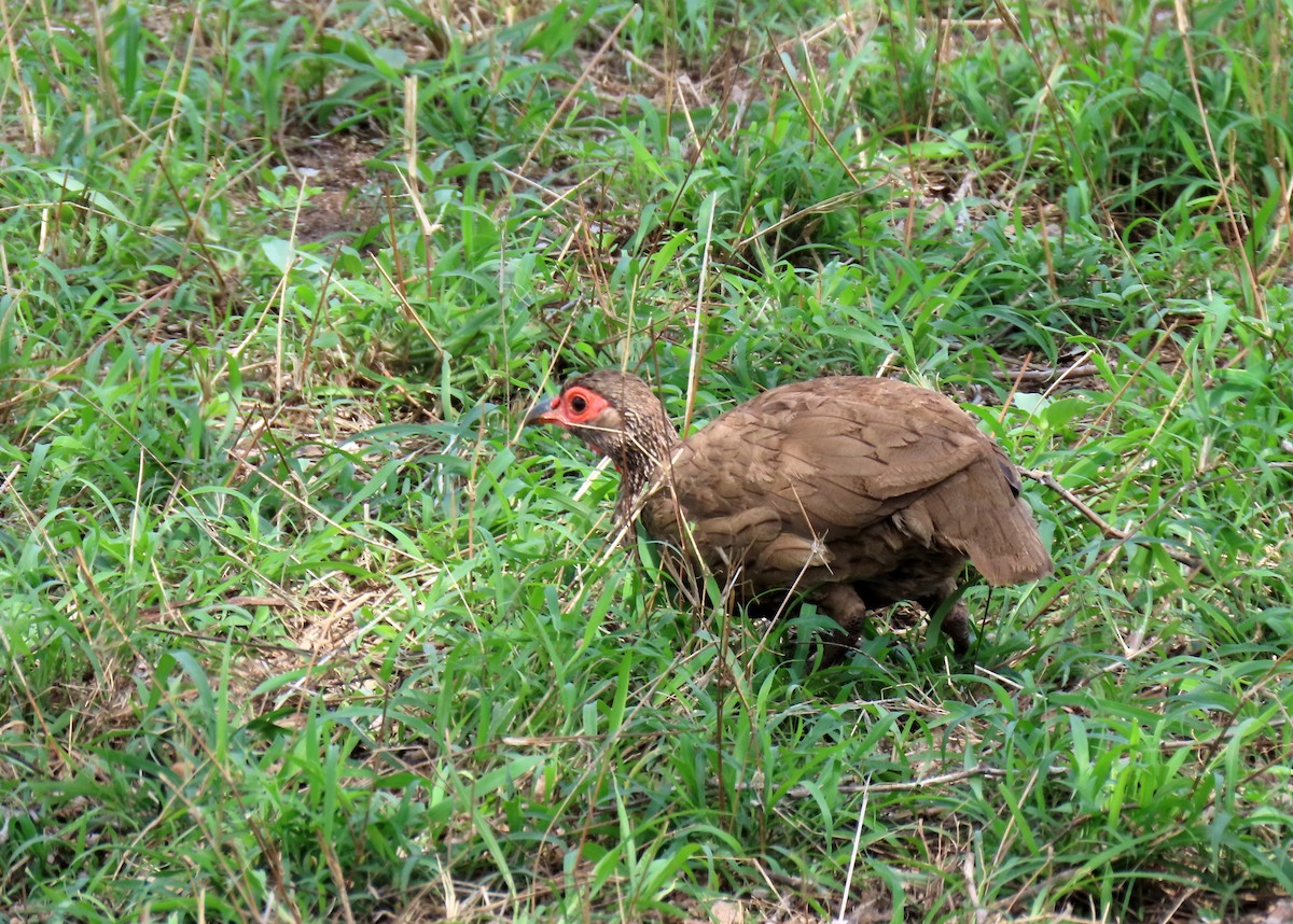 Swainson's Spurfowl - ML643659081