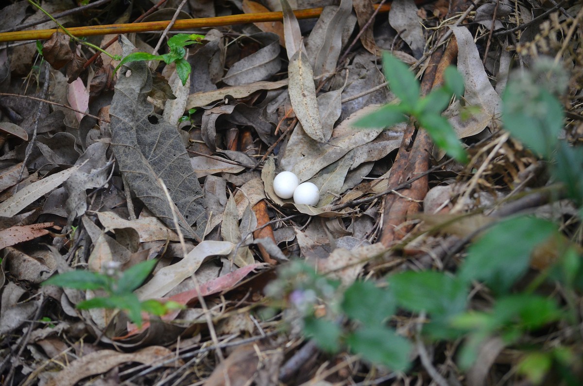 Silky-tailed Nightjar - ML643659094