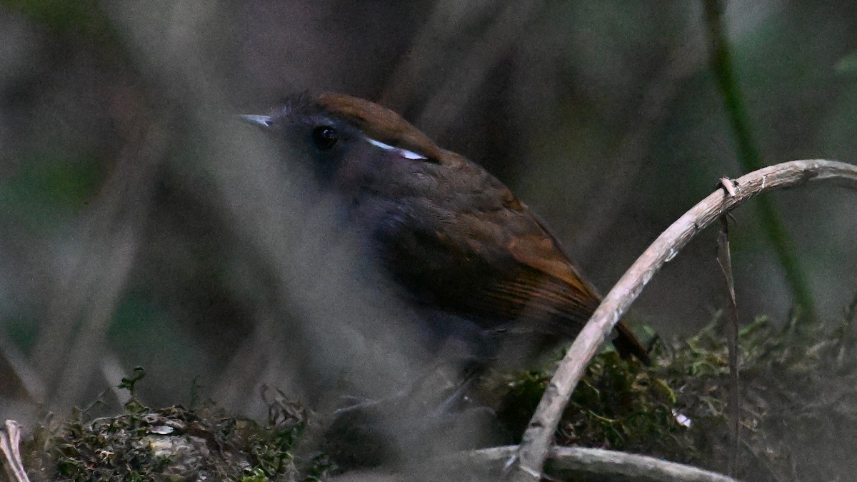 Slaty Gnateater - ML643659096