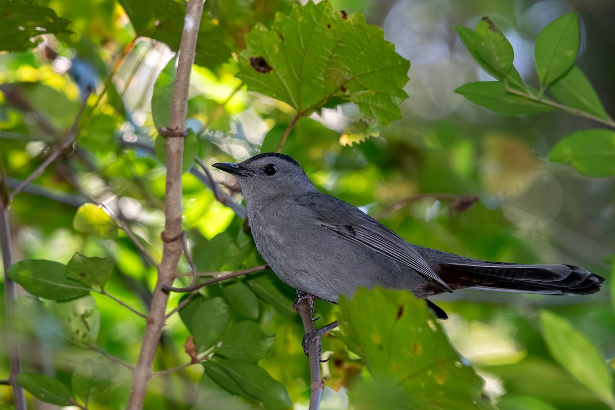 Gray Catbird - ML643659099