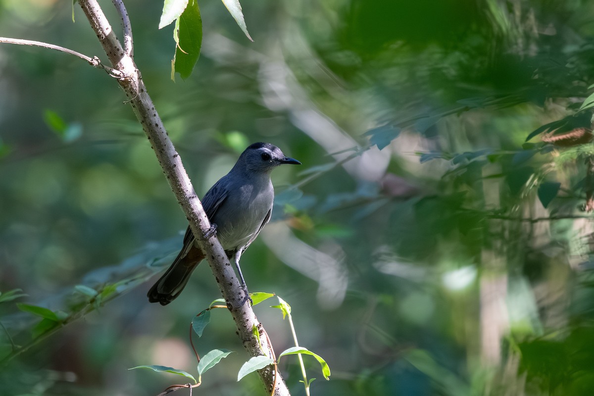 Gray Catbird - ML643659114