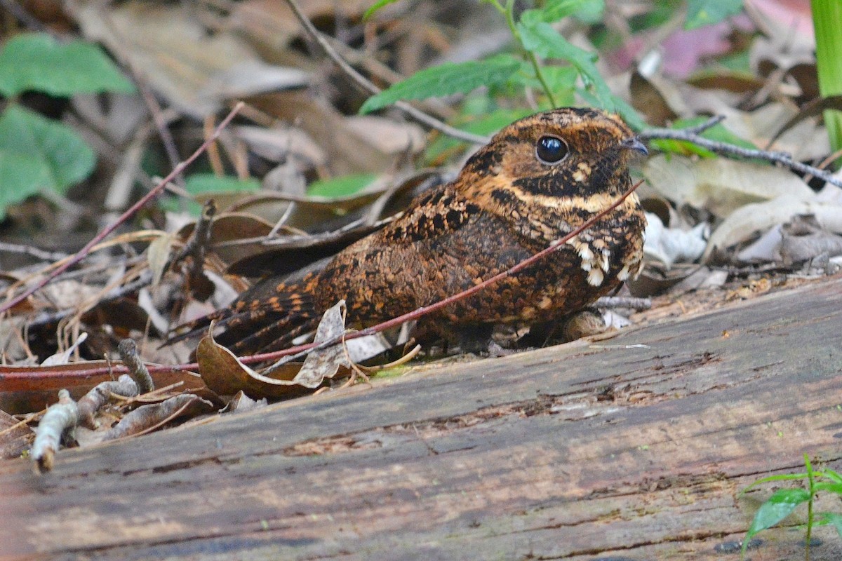 Silky-tailed Nightjar - ML643659126