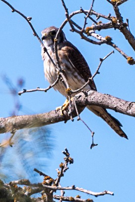 American Kestrel - ML643659127