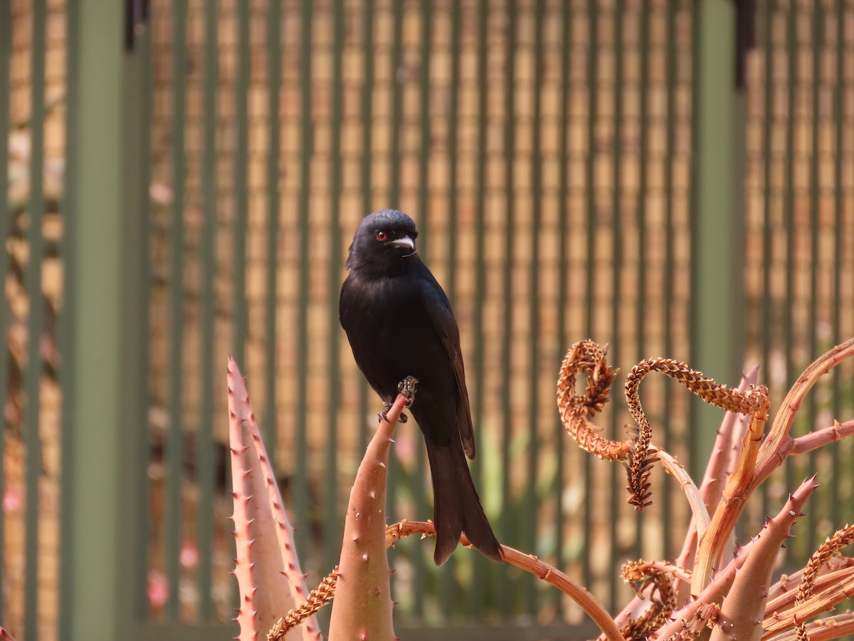 drongo africký - ML643659146
