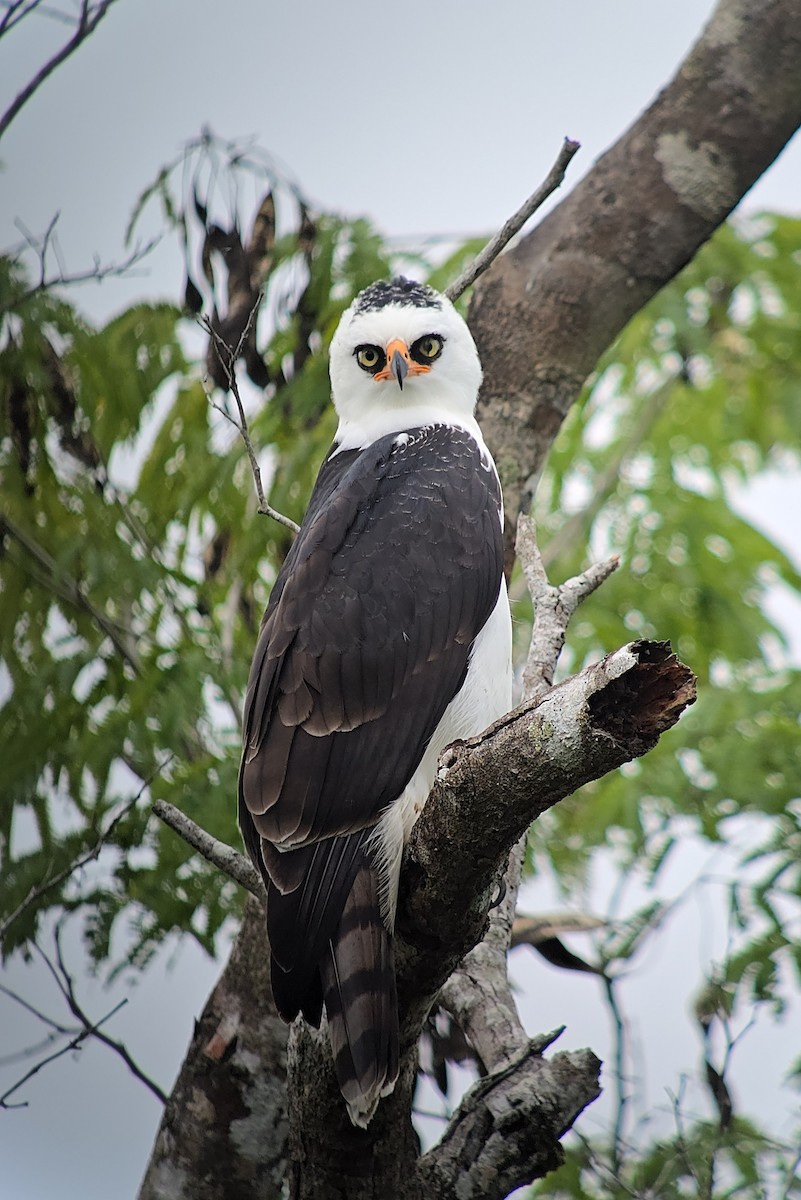 Black-and-white Hawk-Eagle - ML643659162