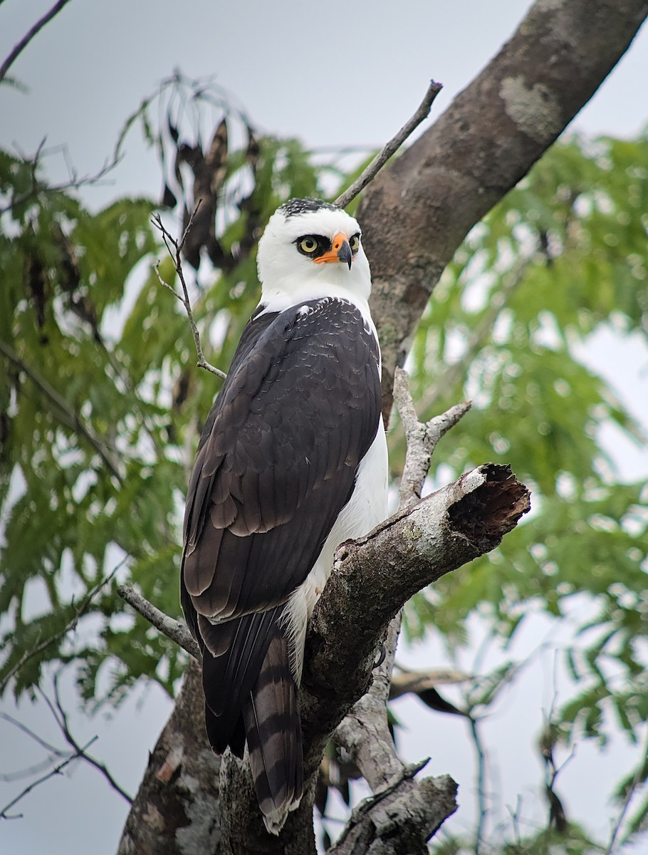 Black-and-white Hawk-Eagle - ML643659163