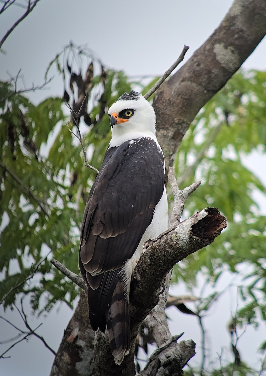 Black-and-white Hawk-Eagle - ML643659164