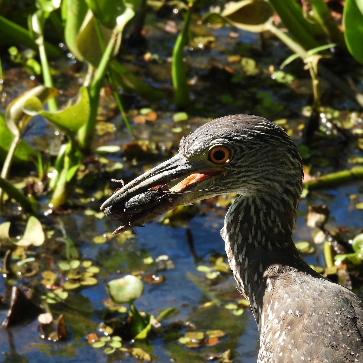 Yellow-crowned Night Heron - ML643659211