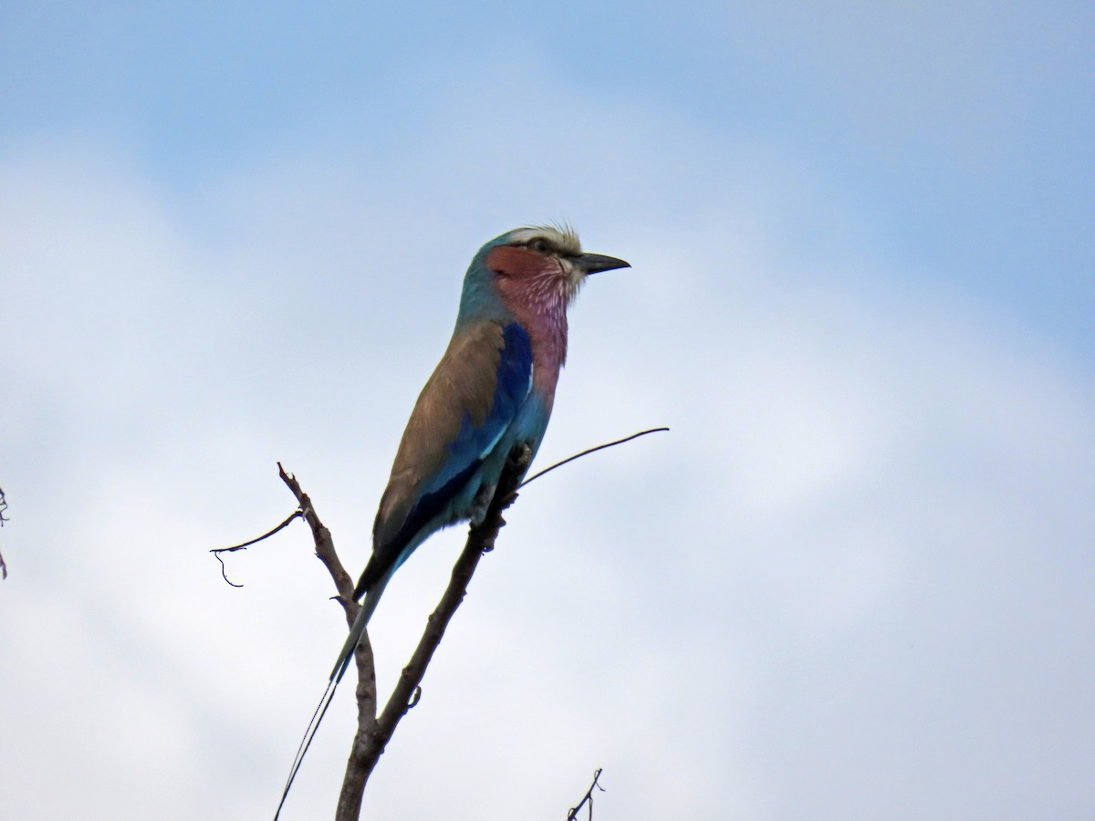 Lilac-breasted Roller - ML643659223