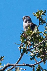 American Kestrel - ML643659233