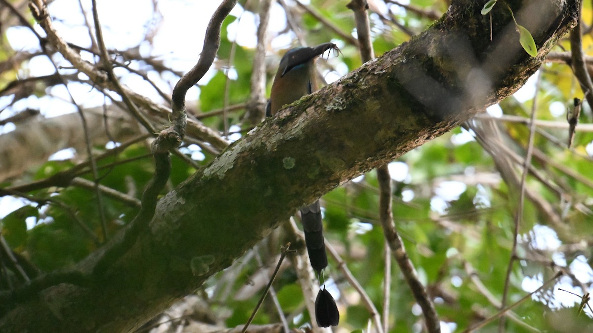 Amazonian Motmot - ML643659235