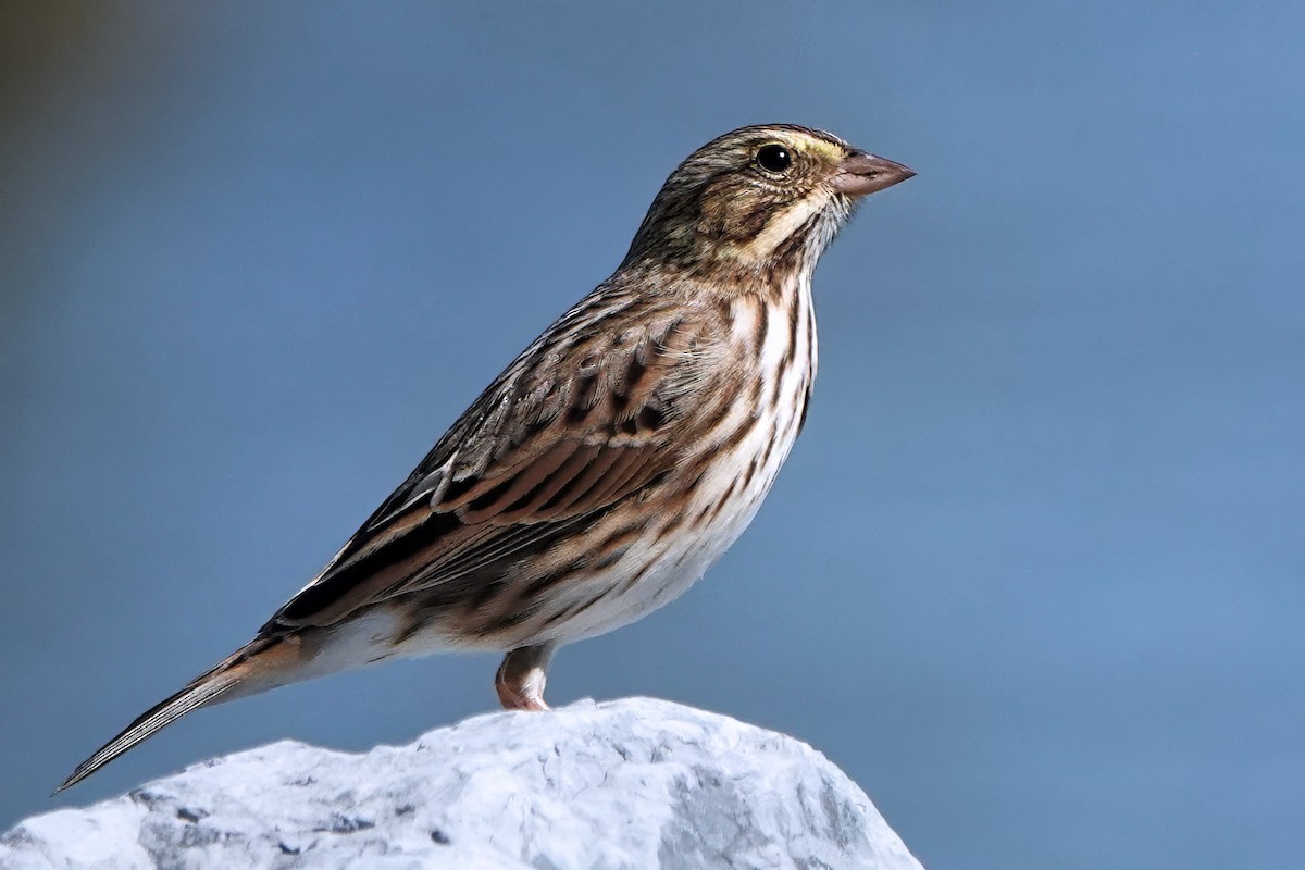 Savannah Sparrow - ML643659236