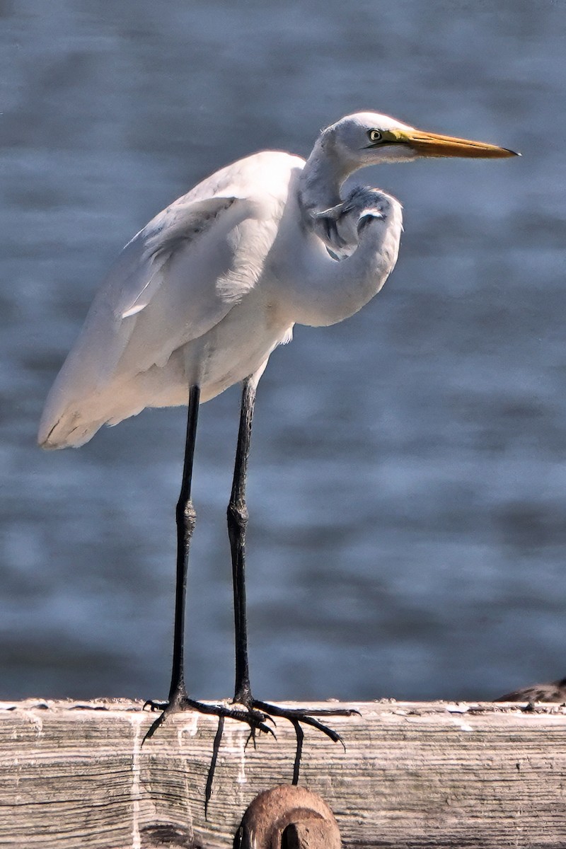 Koartza zuria - ML643659247