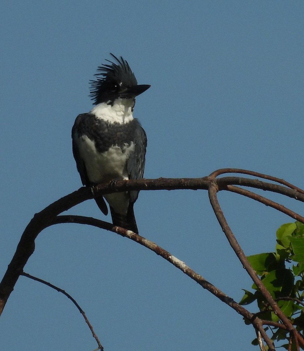Belted Kingfisher - ML643659259
