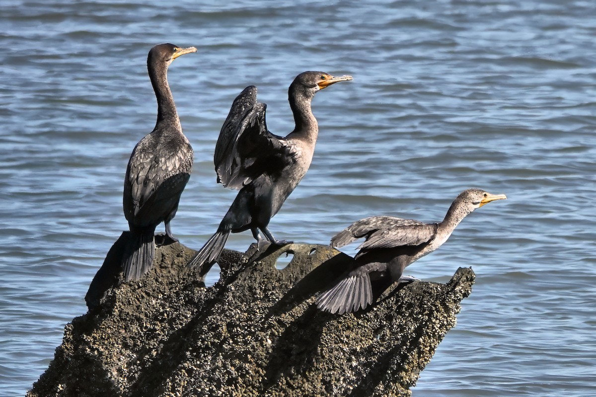 Ubarroi belarriduna - ML643659261