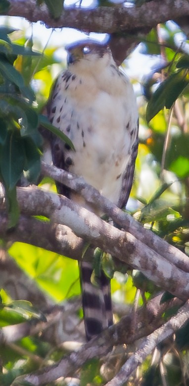 Bicolored Hawk - ML643659271