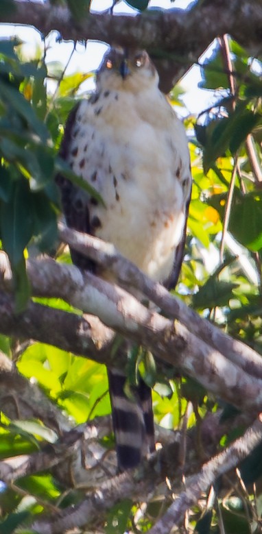 Bicolored Hawk - ML643659272