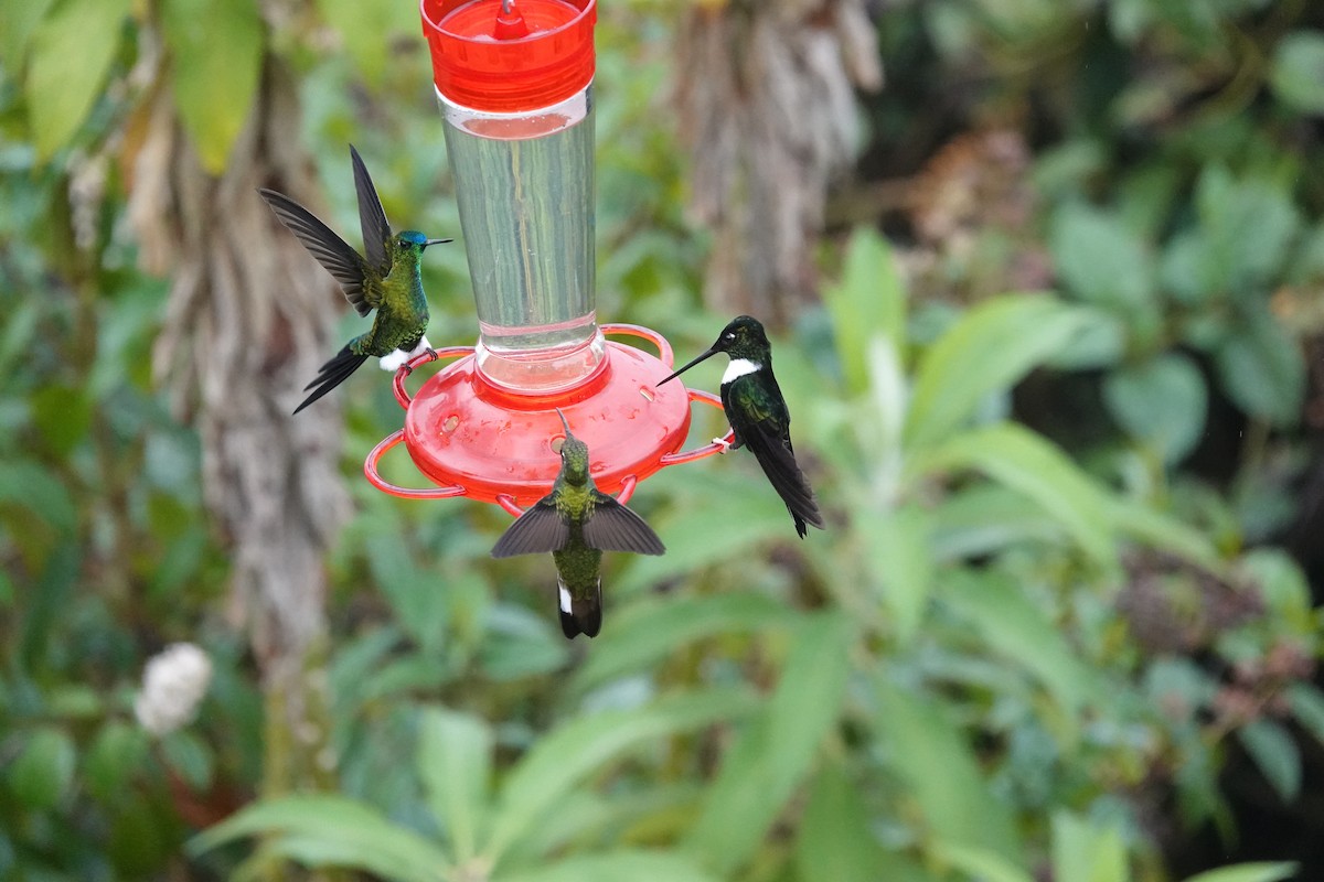 Sapphire-vented Puffleg - ML643659298