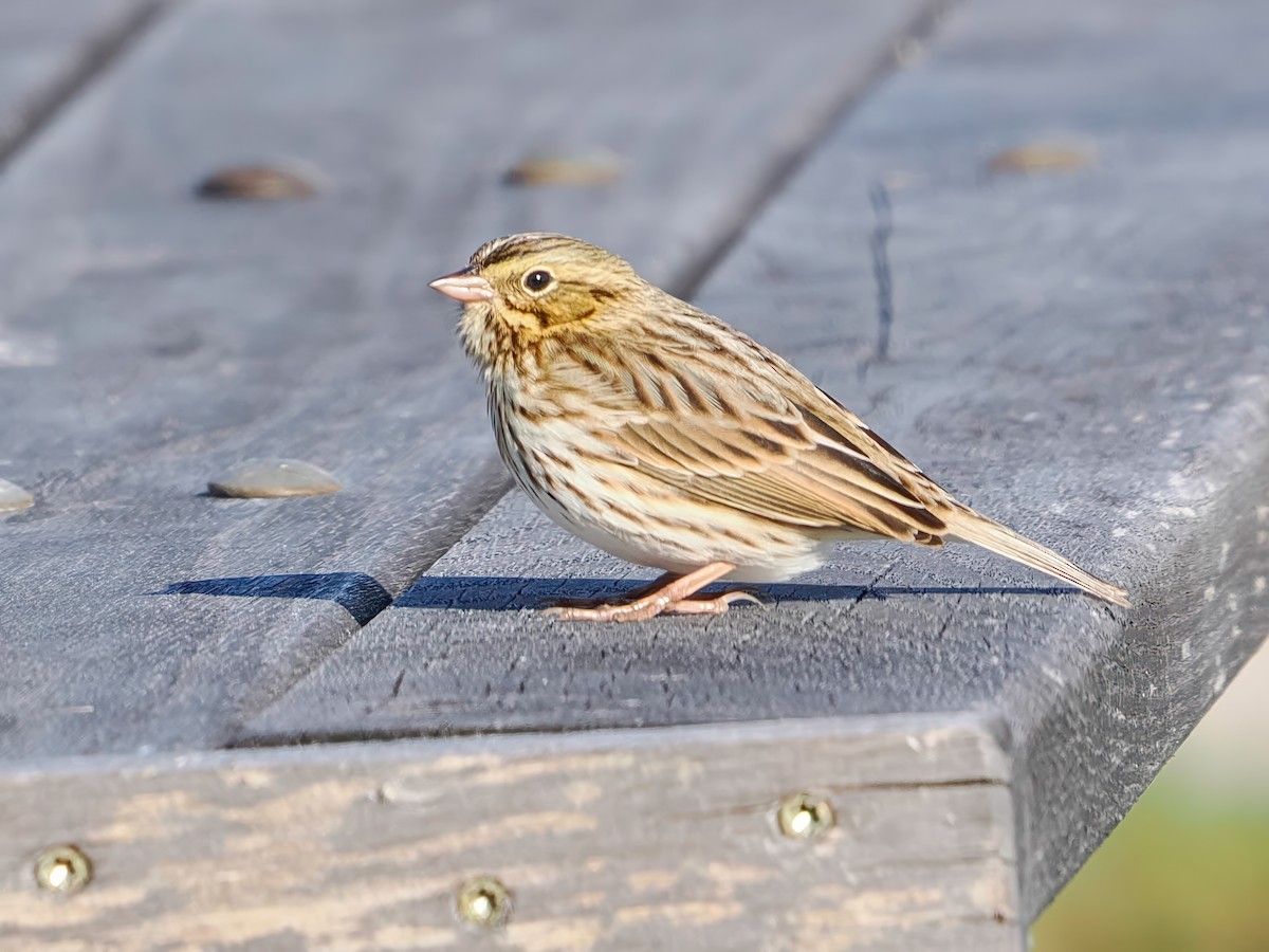 Grasammer - ML643659304