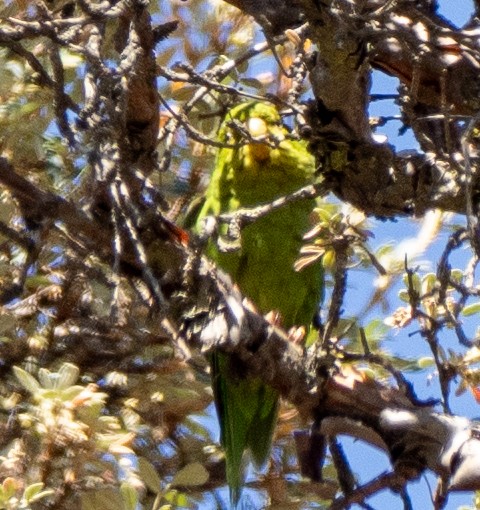 Andean Parakeet - ML643659309