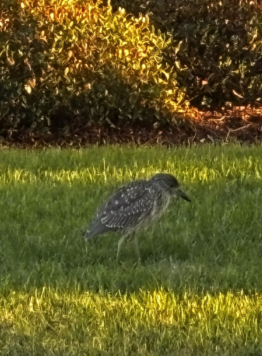 Yellow-crowned Night Heron - ML643659315