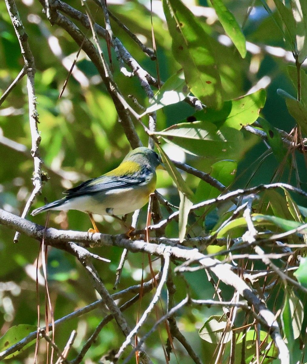 Northern Parula - ML643659329