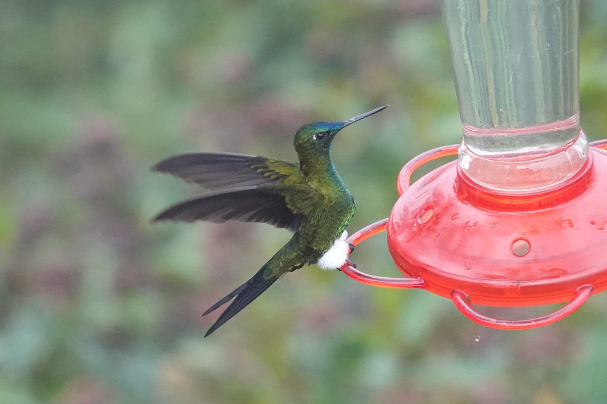 Sapphire-vented Puffleg - ML643659332