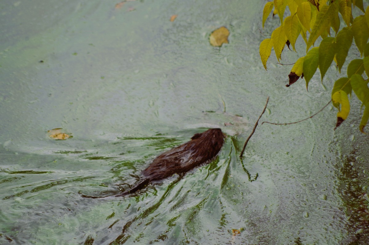 Muskrat - ML643659336