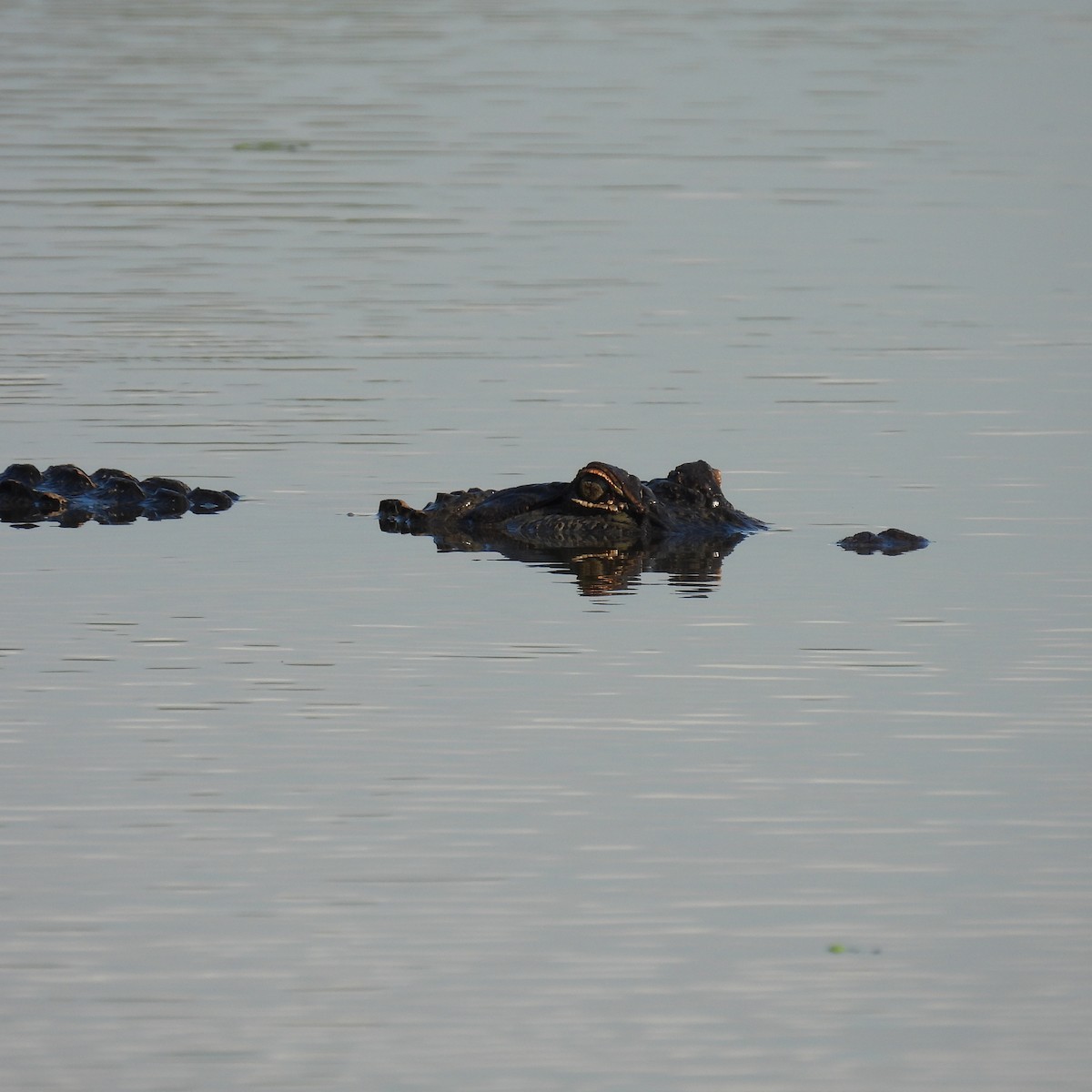 Animals - ML643659341