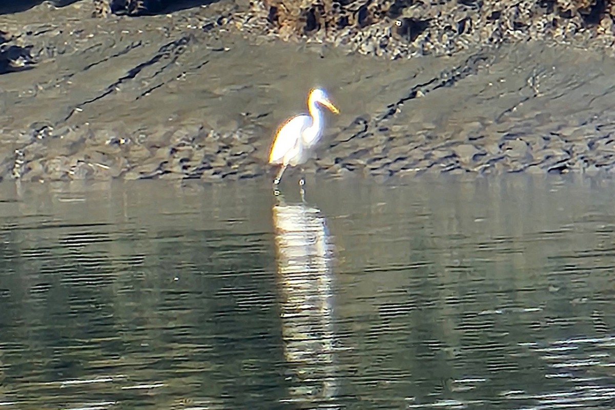 Great Egret - ML643659356