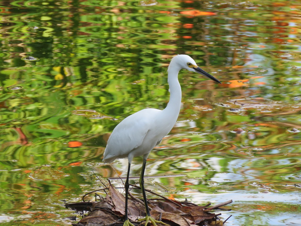 Snowy Egret - ML643659362