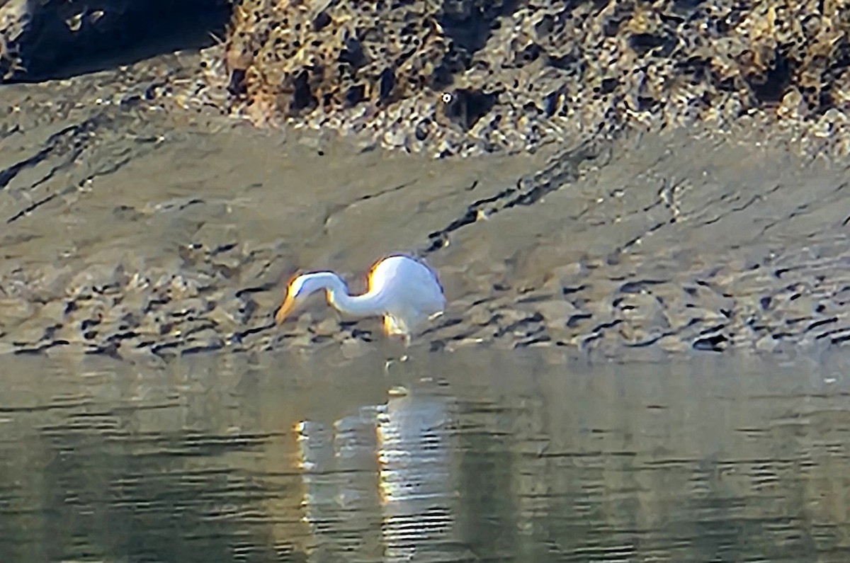 Great Egret - ML643659374