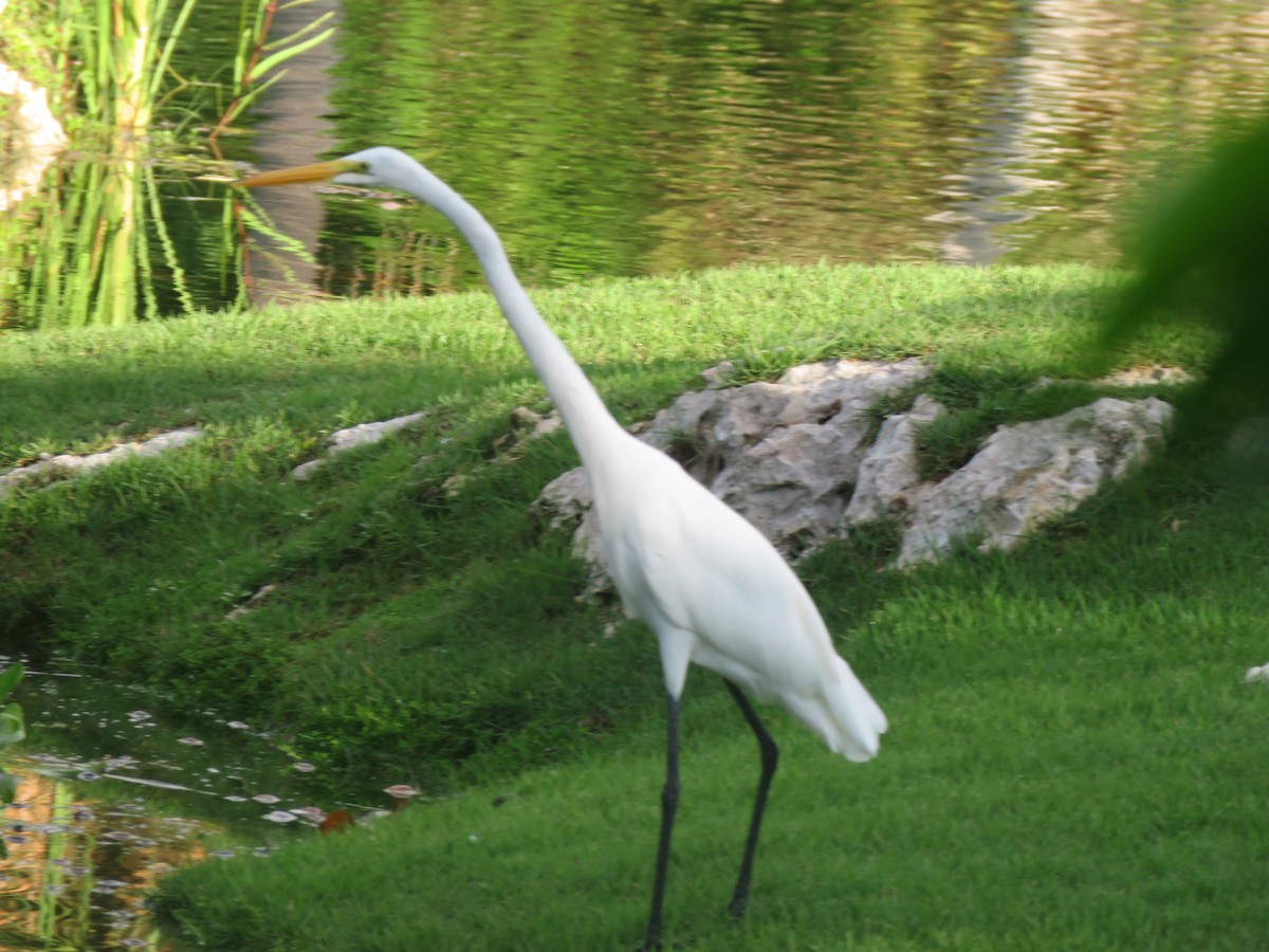 Great Egret - ML643659379