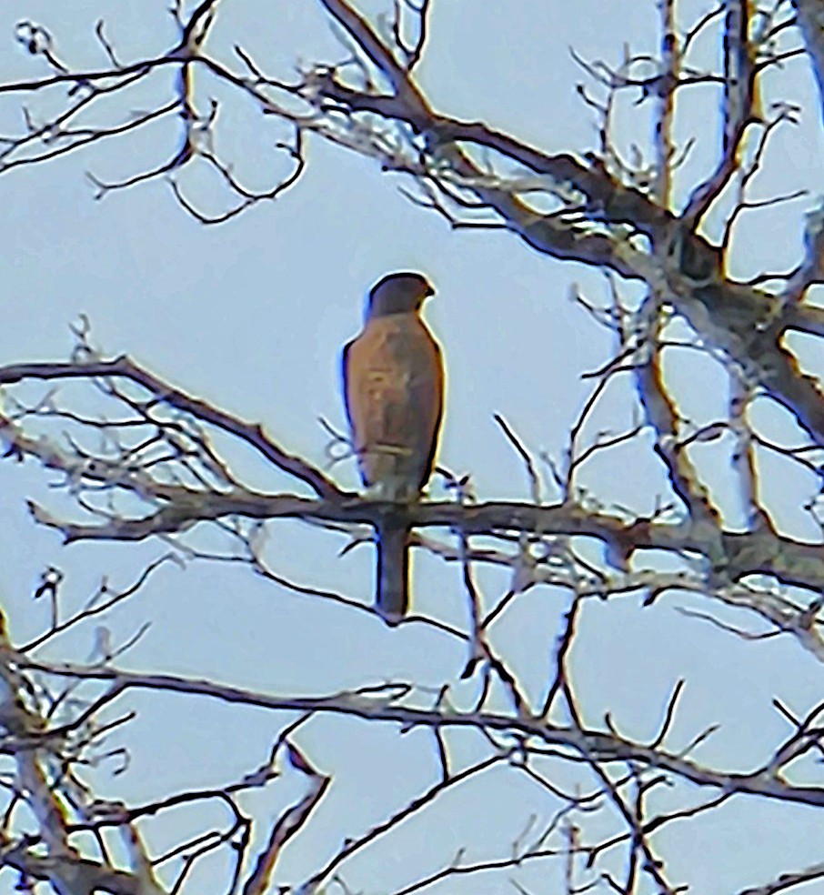 Cooper's Hawk - ML643659398