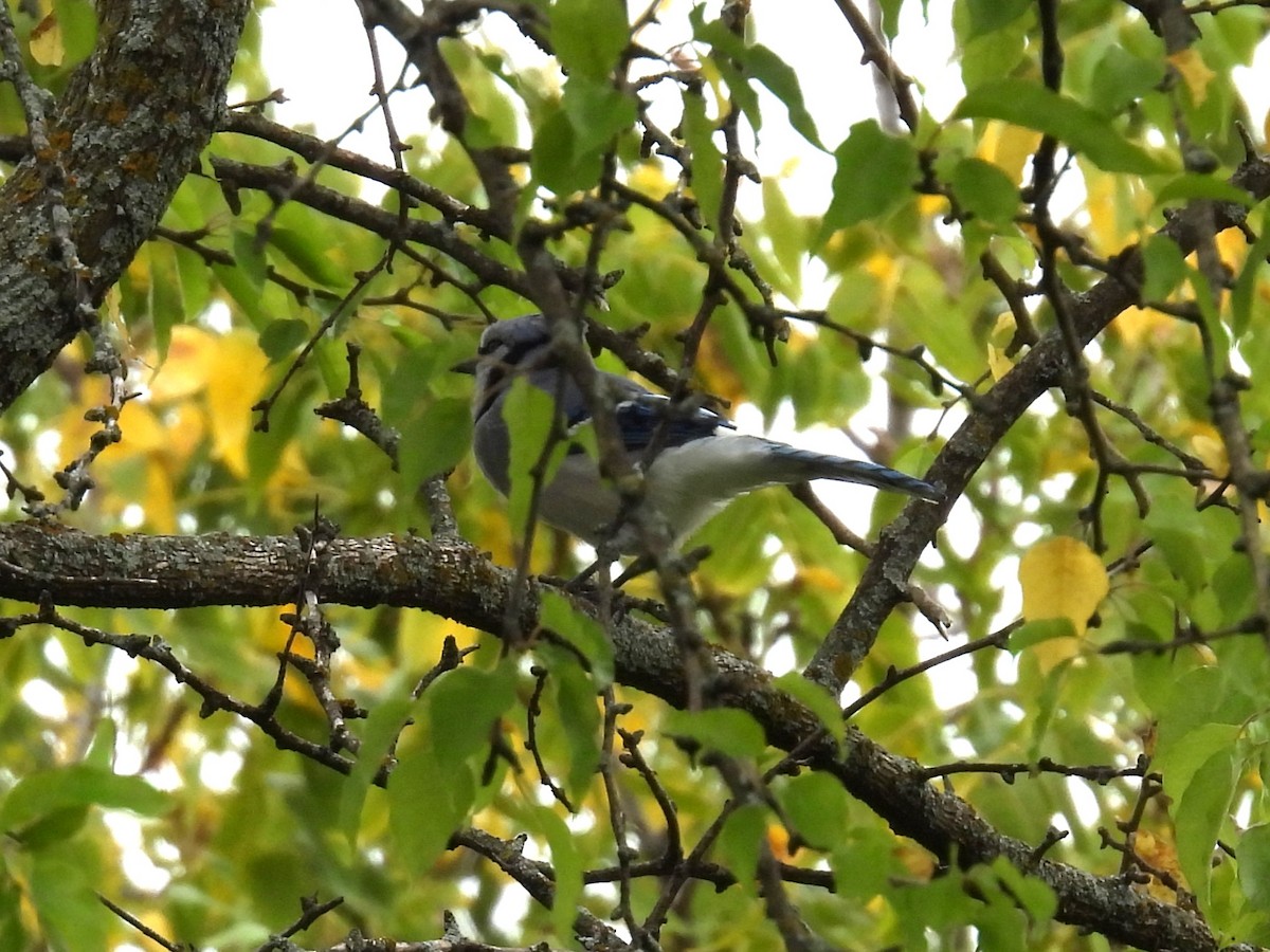 Blue Jay - ML643659400
